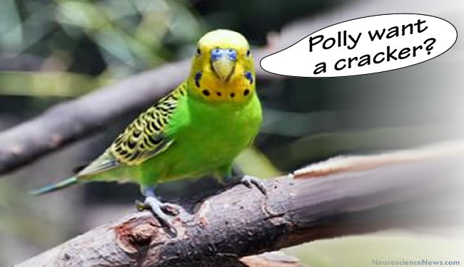 parrot-polly-want-cracker.jpg