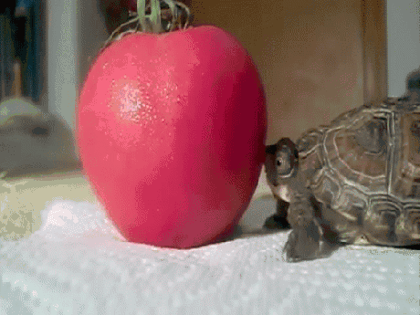 little-turtle-trying-to-bite-tomato-gif.gif