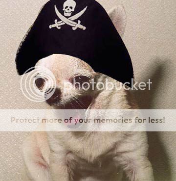 dogwithpiratehatyawn.jpg