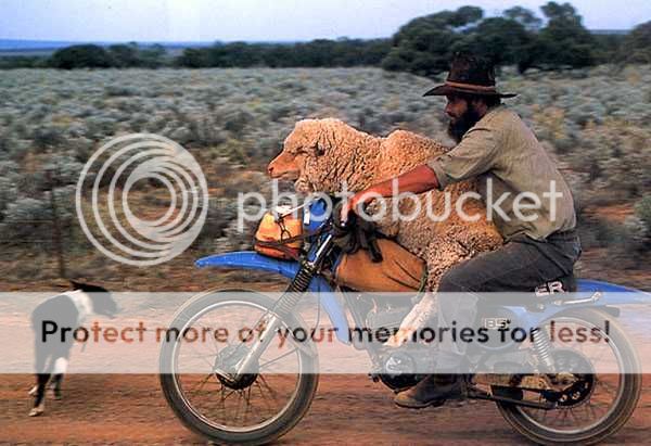 man_and_sheep_on_motorcycle_zps2d7b6b5e.jpg