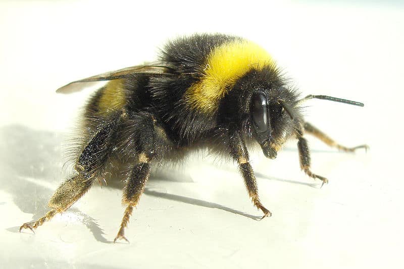 bumble_bee3.jpg