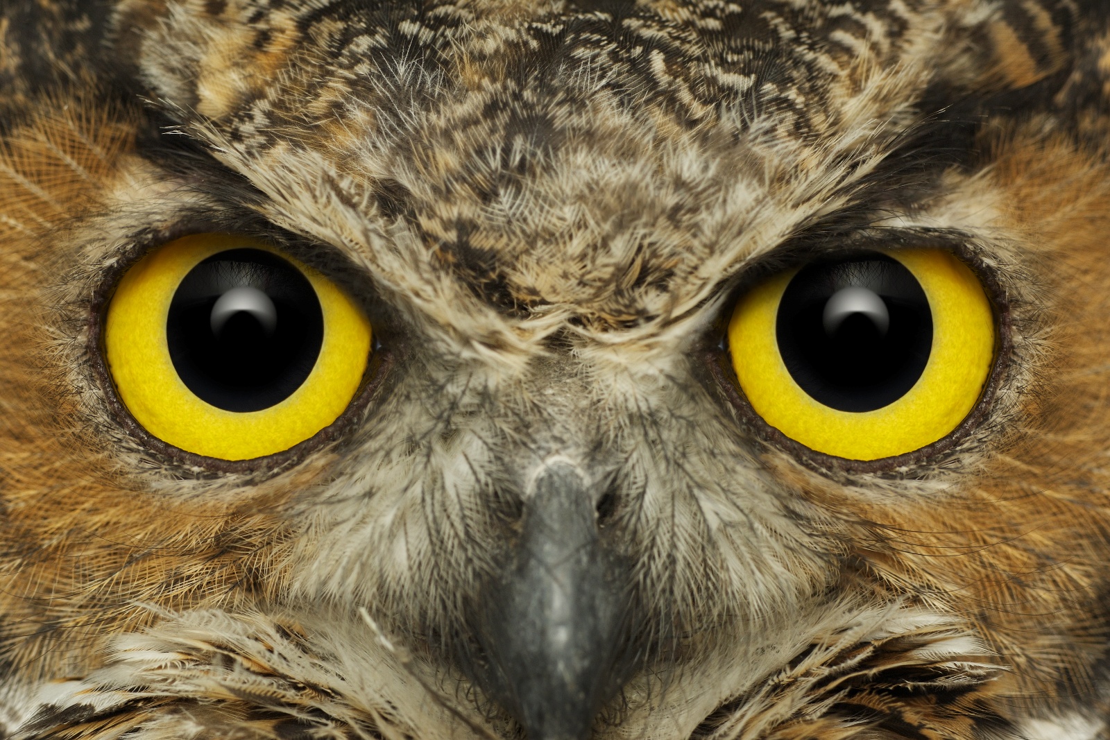 eyes-great-horned-owl-intense.jpg