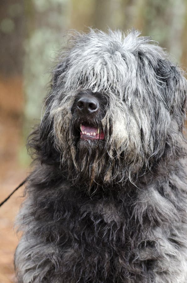 large-gray-fluffy-dog-lots-hair-matted-fur-needs-grooming-hair-covering-eyes-possibly-mix-breeds-bouvier-des-110476895.jpg