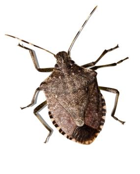 stinkbug_285.jpg