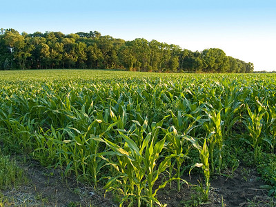 Cornfield07-S.jpg