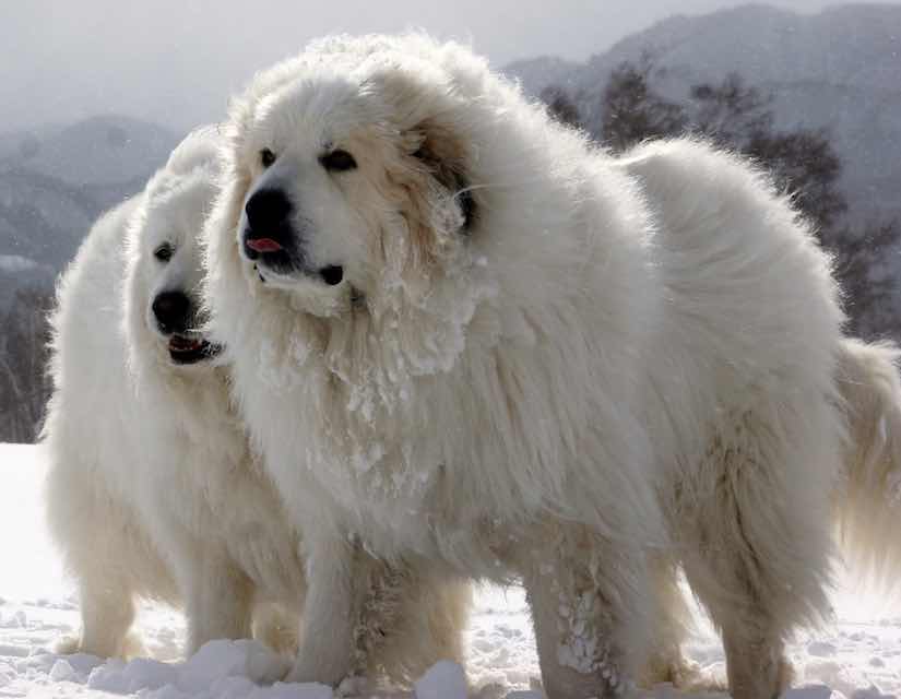 Big-dog-breeds-Great-Pyrenees.jpg