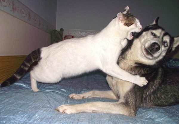 Cat-fight-Husky-image.jpg