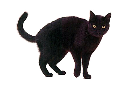 black-cat.jpg