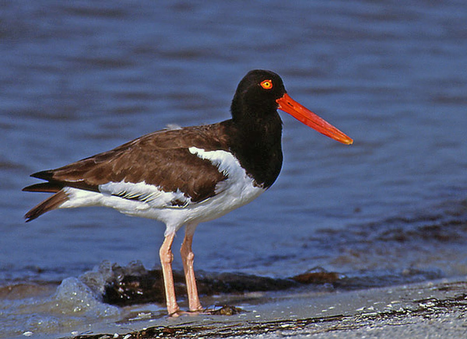 American-Oystercatcher-Pictures.jpg