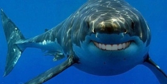 Sharks-With-Human-Teeth-014.jpg