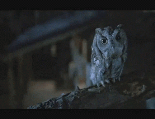 my-cousin-vinny-owl.gif
