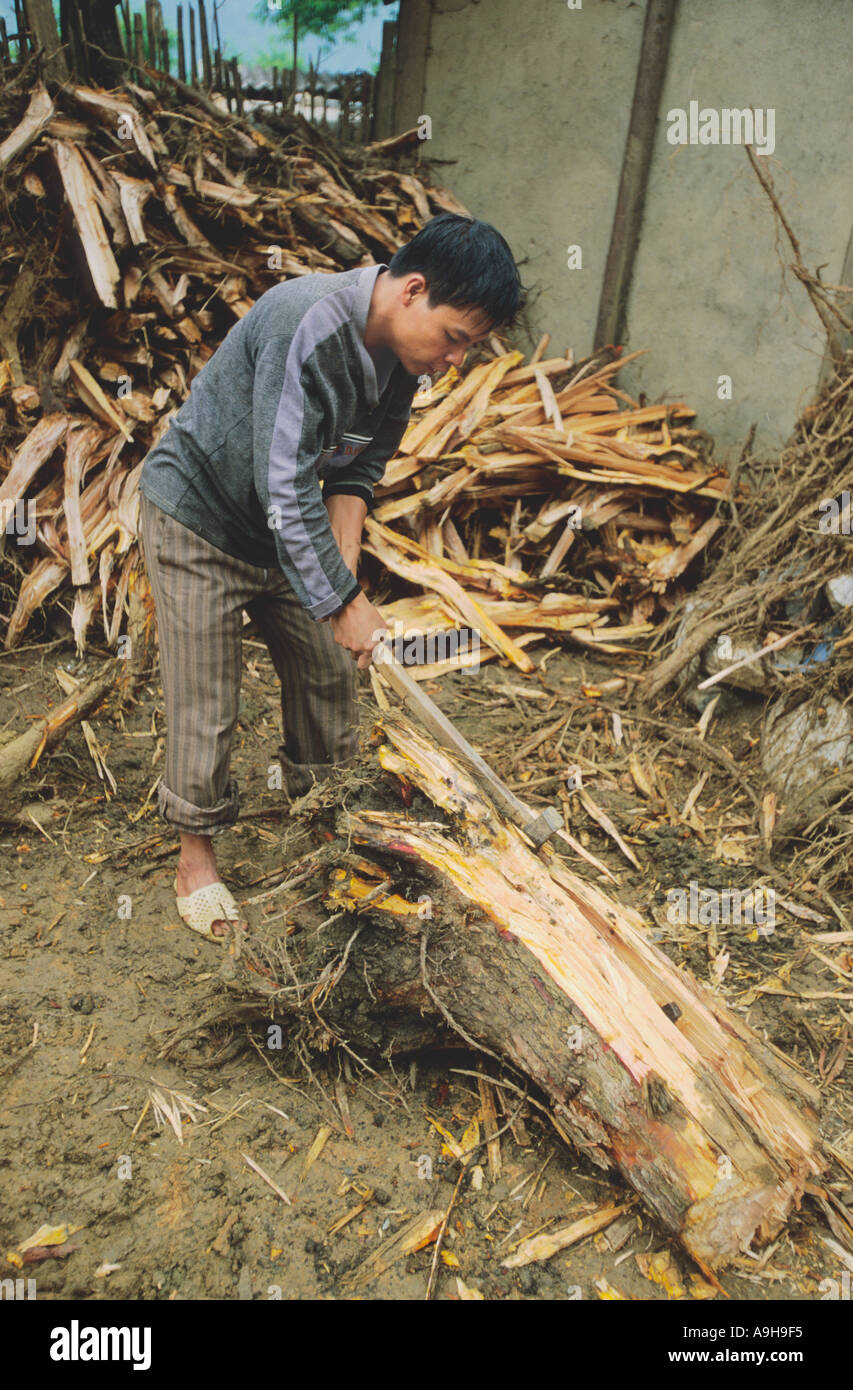 cutting-up-firewood-in-village-in-north-west-vietnam-near-sapa-vietnam-A9H9F5.jpg