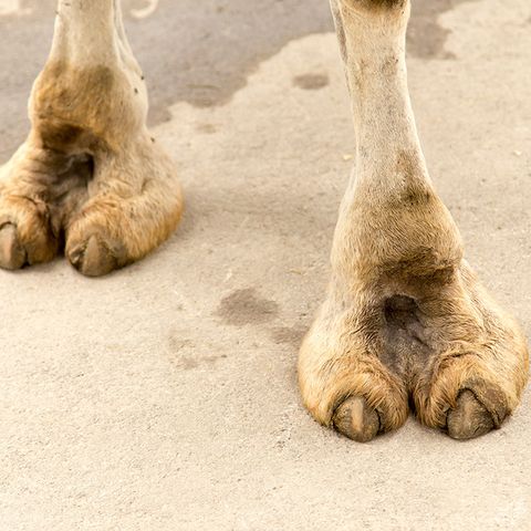 6-camel-toe-slideshow-camel-toe-1492709761.jpg
