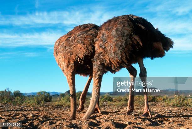 two-ostriches-with-heads-in-the-sand.jpg