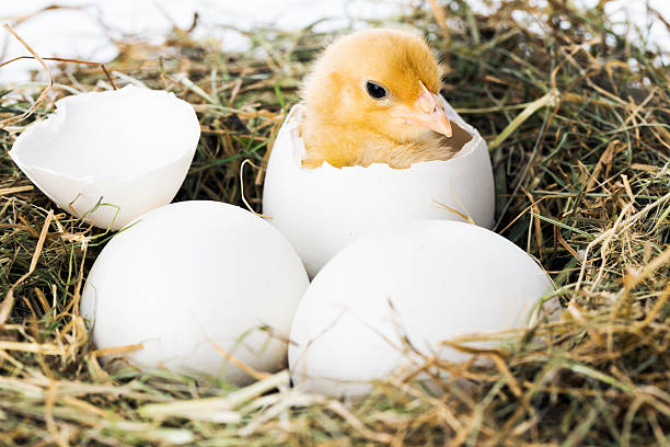 baby-bird-hatching-from-egg.jpg