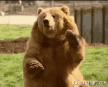 bear_waving-hi.gif