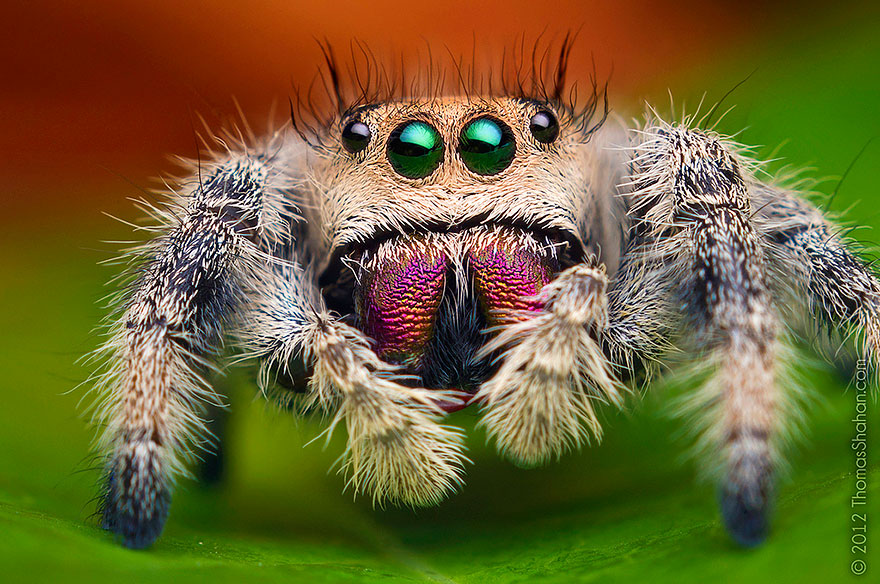 jumping-spiders-macro-photography-thomas-shahan-2.jpg