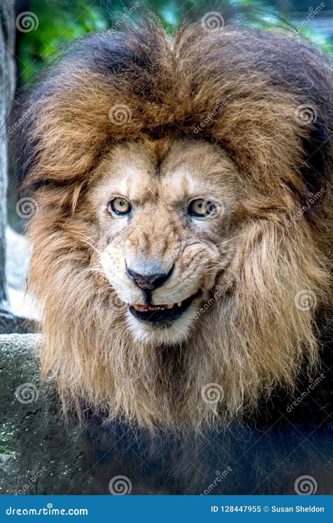 happy-smiling-lion-portrait-128447955.jpg