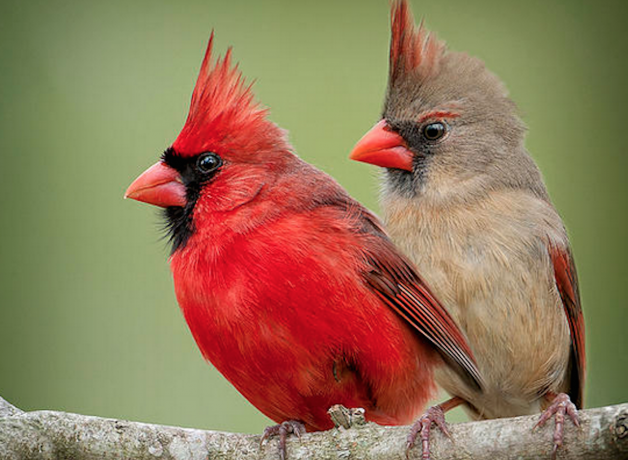 cardinal-pair-sideways-bonnie-t-barry.jpg