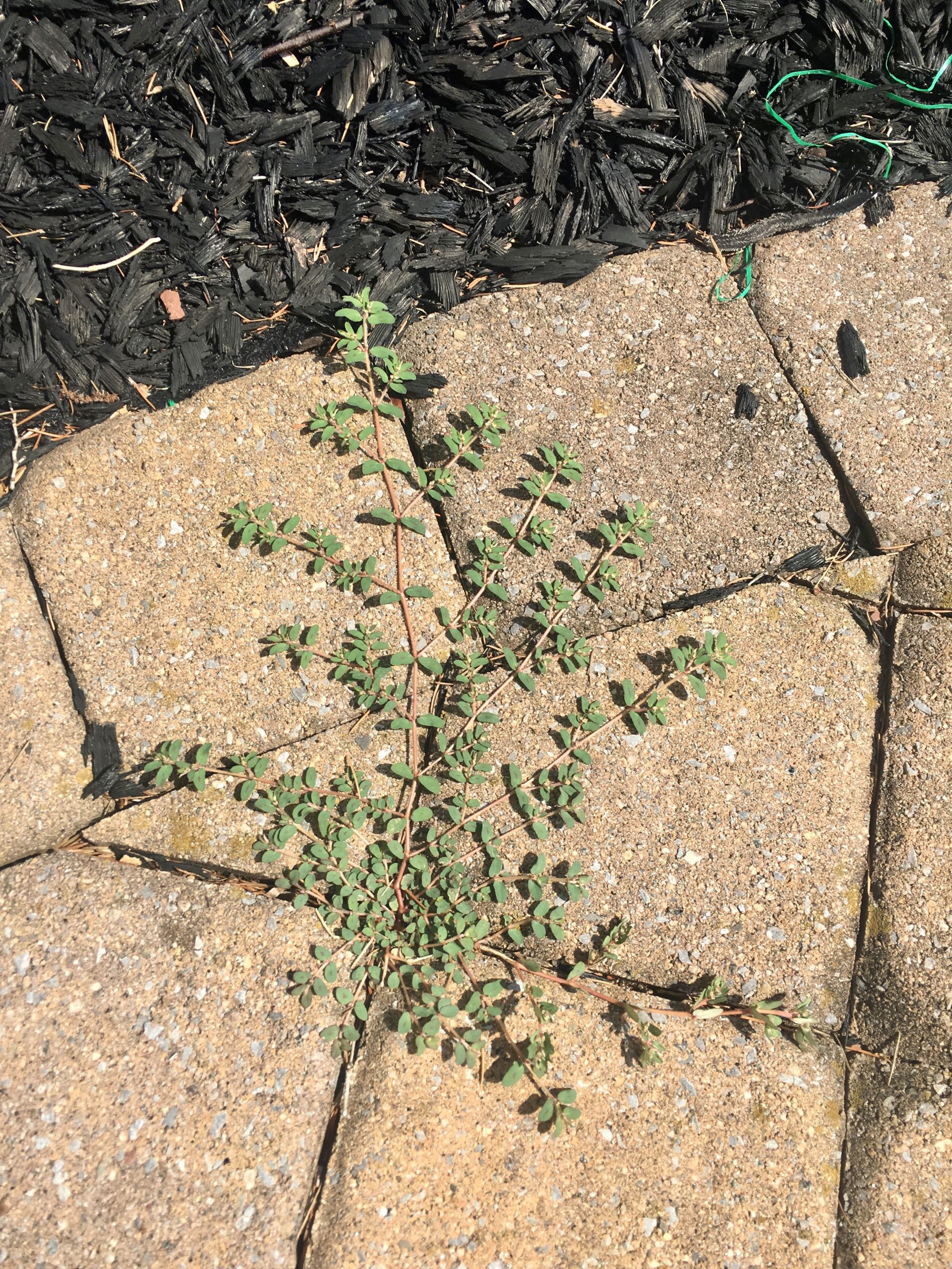 weeds-in-pavers-scaled.jpg