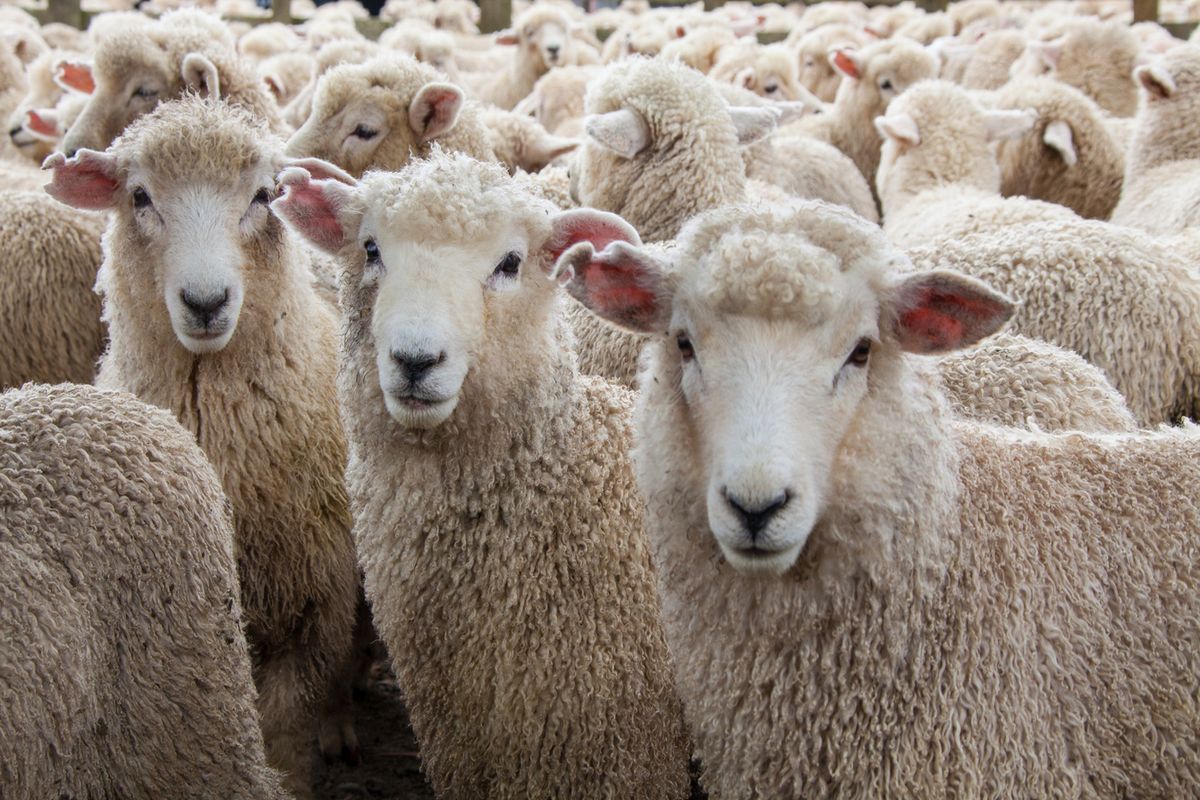 Sheep-wool.jpg